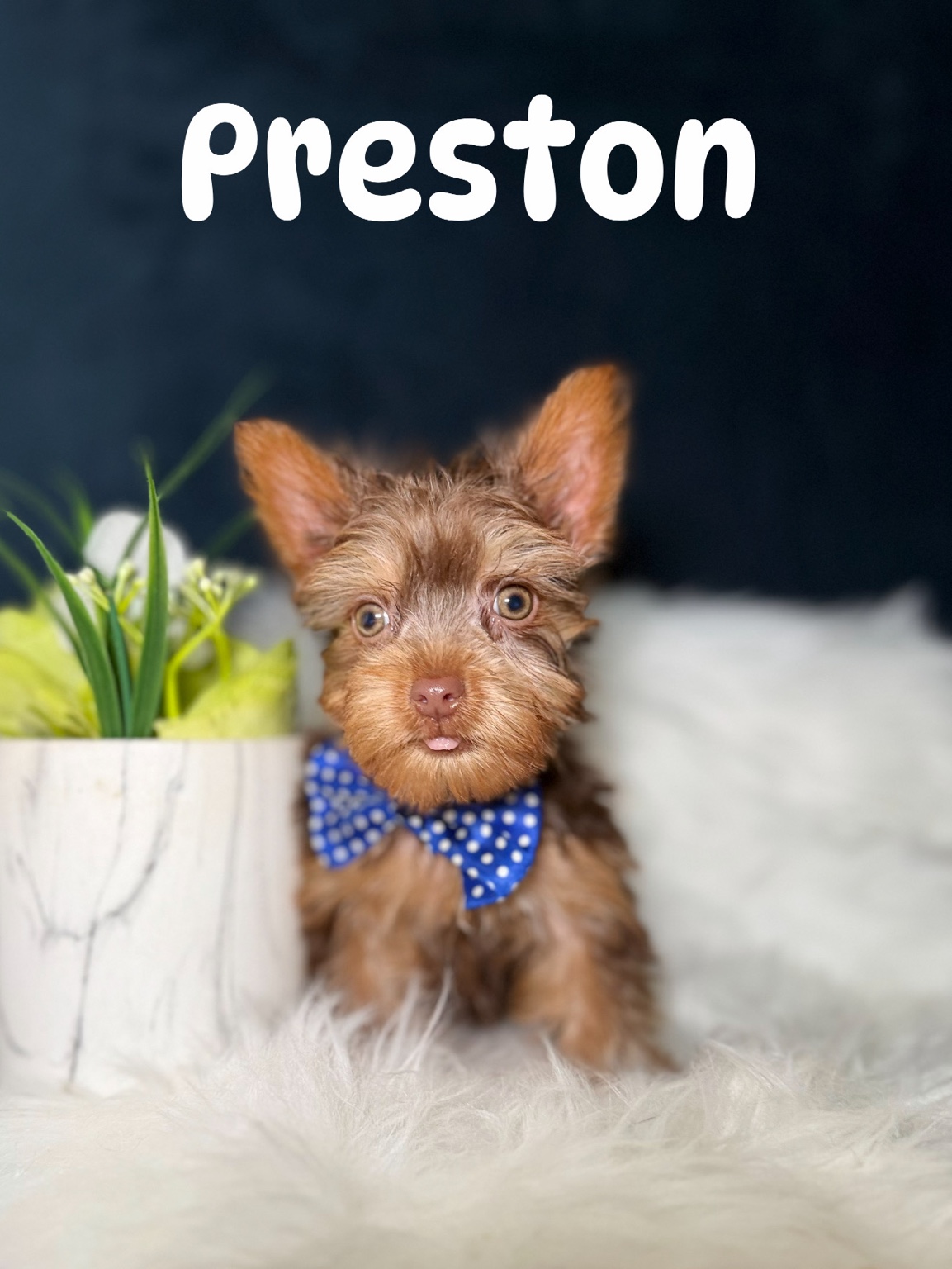 Preston, Parti Yorkie