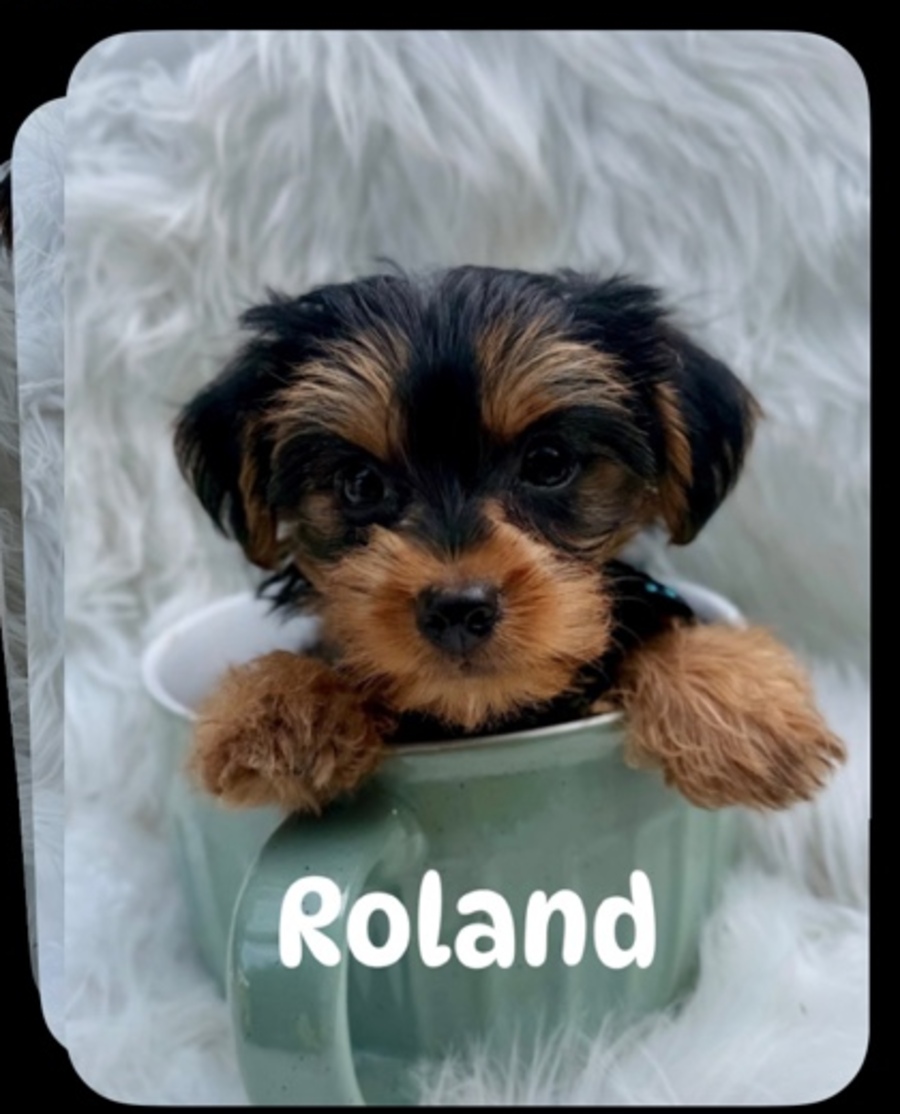 Roland, Morkie